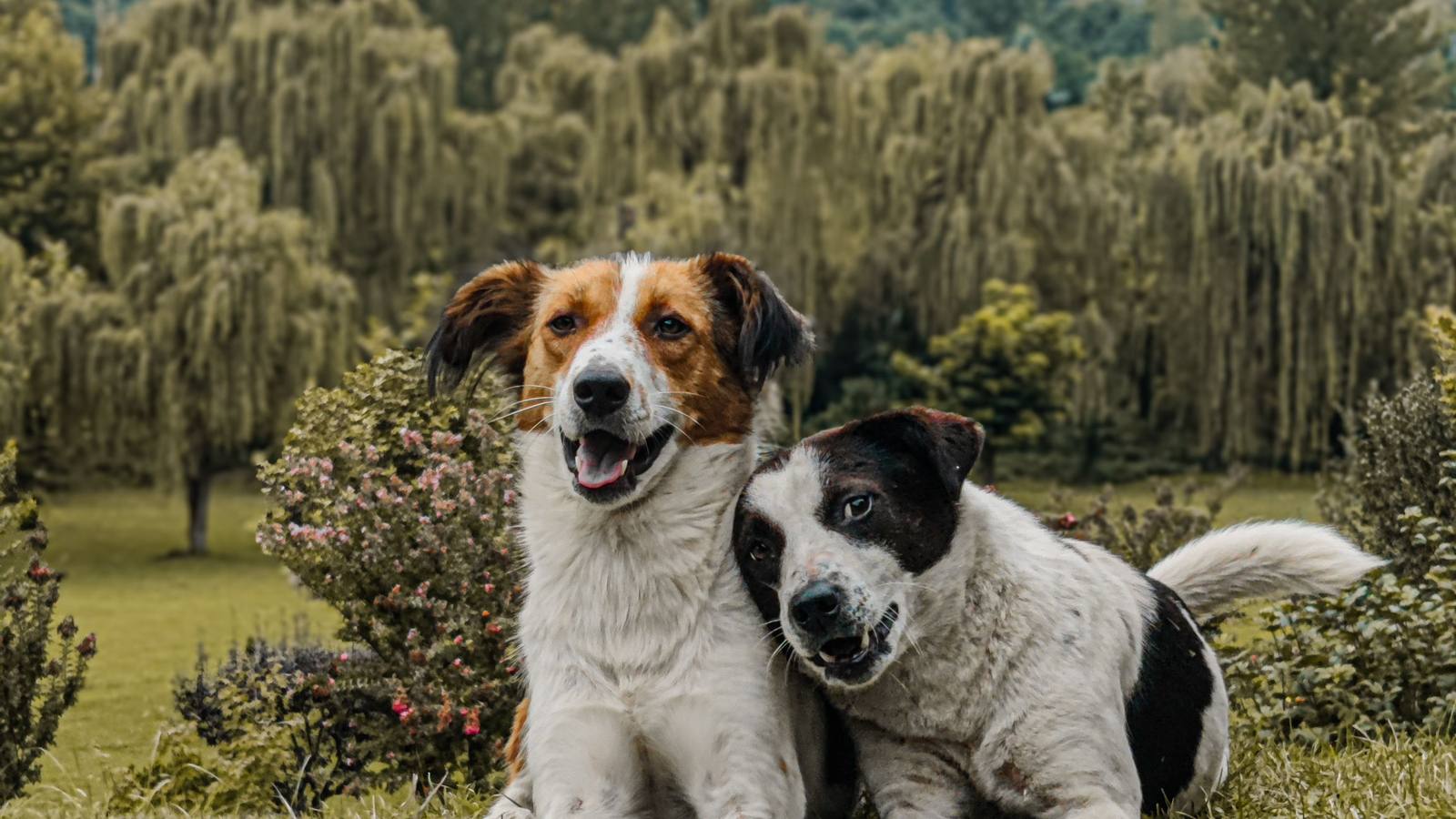 Mascota feliz