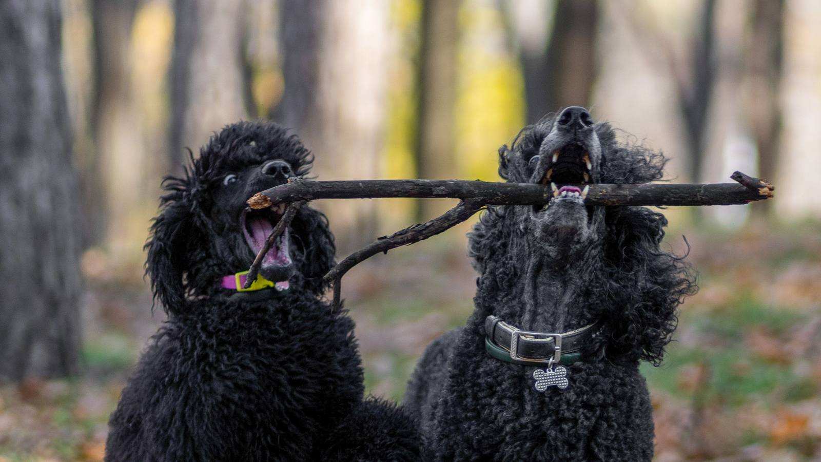 Mascota feliz