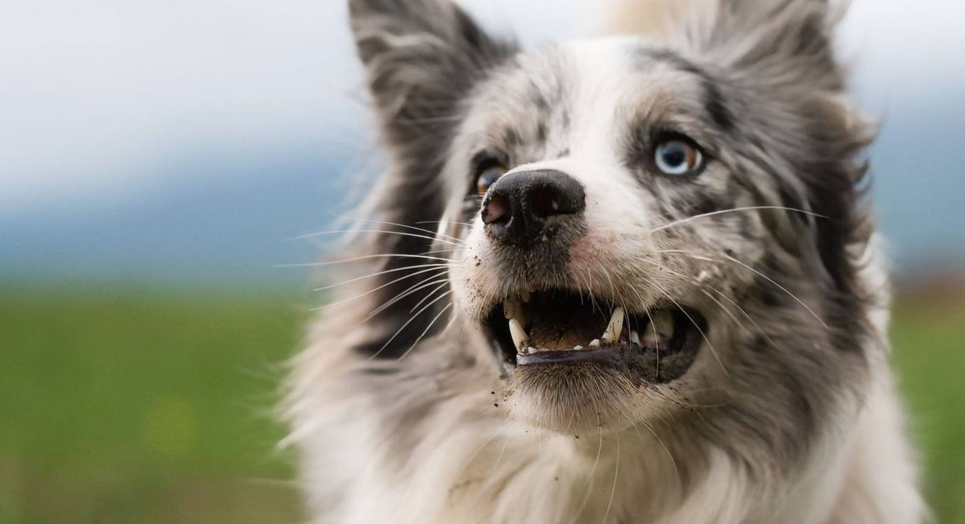 Dental