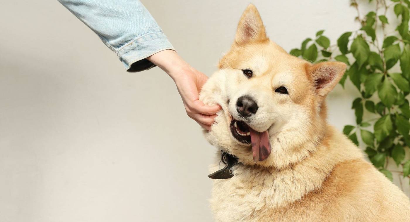 Probióticos para mascota
